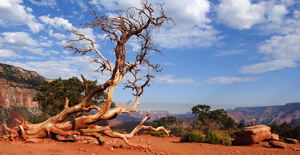 Verde canyon railroad discount coupons